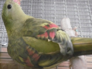 Bergsittich gesäumt verd.spalt Lutino