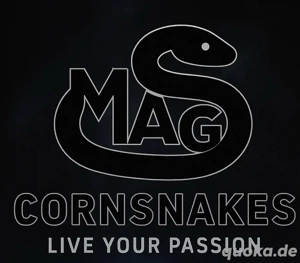 Black weekend Kornnattern 