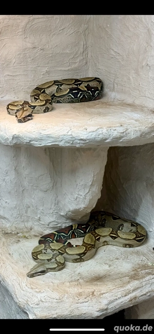 1.1 Bcc Peru Iquitos NZ 22 Bild 3