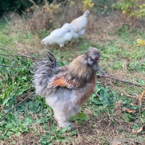 Seidenhühner zu verkaufen 