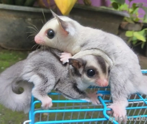 Zuckerhörnchen Bild 3