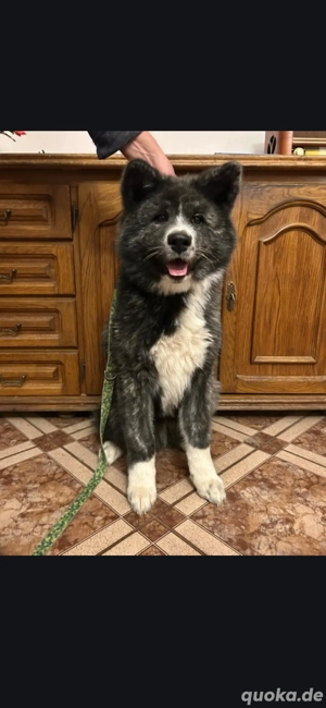 Akita Inu 5 Monate Jung.