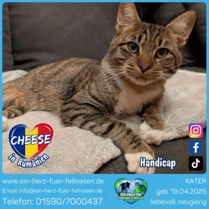 Cheese - ein kleiner Held mit großen Träumen