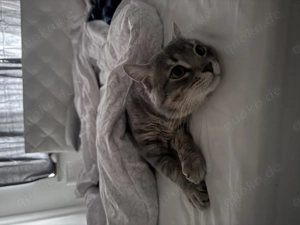 Deckkater Bkh bengal mischling 