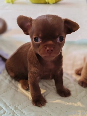 *Nur noch ein kleines schoko Mädchen mit Ahnentafel*