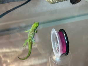Madagaskar Taggecko - Phelsuma Grandis Nachzuchten