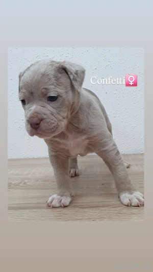 old english bulldog Welpen oeb