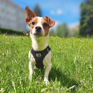 Bolle - will Einzelprinz sein 