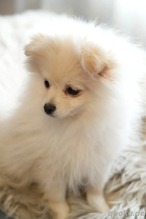   süßes Hundemädchen-Pomeranian Zwergspitz  sucht neues zuhause Bild 4