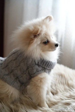   süßes Hundemädchen-Pomeranian Zwergspitz  sucht neues zuhause Bild 3