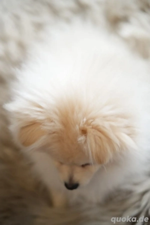   süßes Hundemädchen-Pomeranian Zwergspitz  sucht neues zuhause Bild 2