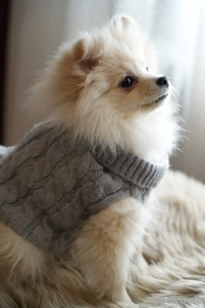   süßes Hundemädchen-Pomeranian Zwergspitz  sucht neues zuhause Bild 5