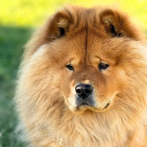 Kimbo - ein Chow Chow