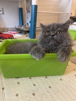 Perserkater 1Jaht alt