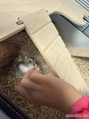 Dsungarische Zwerghamster