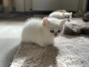 Reinrassige BKH-Kätzchen 