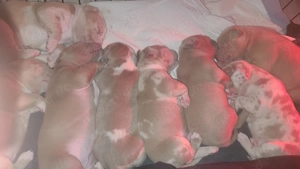 American bully XL Welpen  