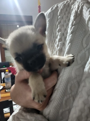 Zwei Fellnasen suchen ab Dezember ein schönes Zuhause 