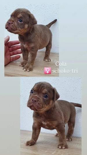 Olde English Bulldog In Liebe volle Hände abzugeben 