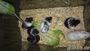 Männchen Campbell Zwerghamster 