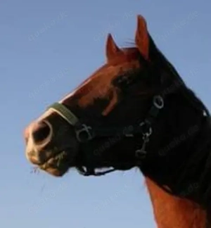 S u c h e Mercedes GLA ab 2024 in silber