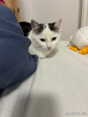 Katze weiblich ca. 1 Jahr 