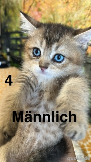 süße BKH-Kätzchen Bild 3