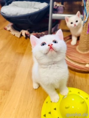 süße BKH-Kätzchen