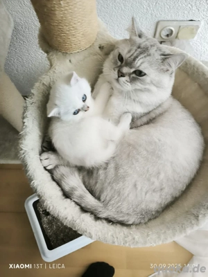 Bkh Deckkater  Bild 4