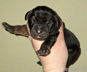 Dobermann Welpen 