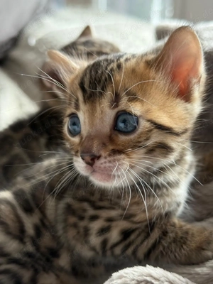 Wunderschöne Bengal-Kätzchen 