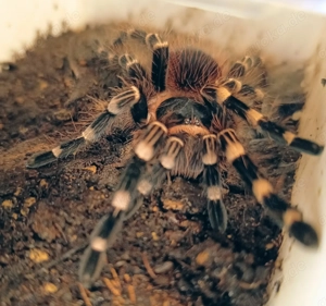 Acanthoscurria geniculata   Bild 3