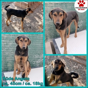 junger Bracke Mischlings-Rüde Angelo sucht ein liebes Zuhause oder Pflegestelle