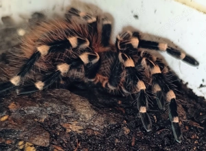 Acanthoscurria geniculata   Bild 4