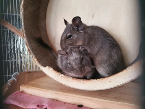 Verkaufe zwei männliche Decus mit großem Käfig. 