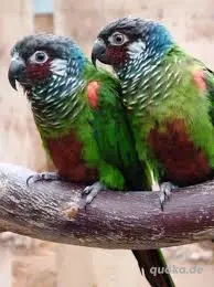 EmmasWeißohrsittiche ( Pyrrhura leucotis emma ) Bild 6