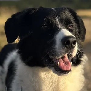 Hendrik, geb. ca. 07 2020, lebt bei einer Familie in 86660 Tapfheim 