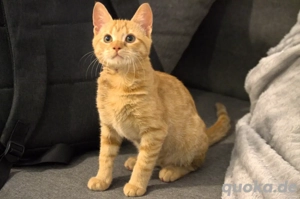 Johny süßes Kätzchen sucht eine Familie 