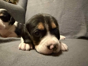 Zauberhafte Beagle-Babys auf der Suche nach ihrem Traumzuhause 