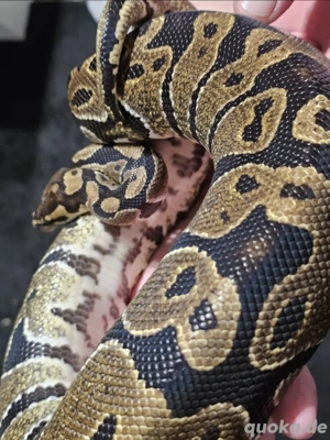 Königspython Ballpython 1.0 Classic pos. Leopard 2021
