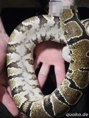 Königspython Ballpython 1.0 Classic pos. Leopard 2021 Bild 3
