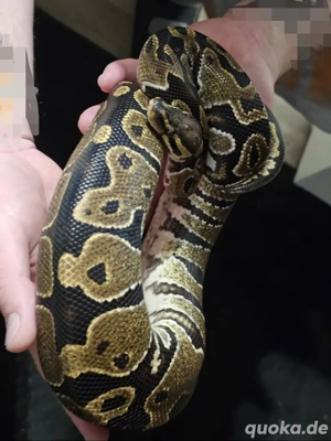 Königspython Ballpython 1.0 Classic pos. Leopard 2021 Bild 5