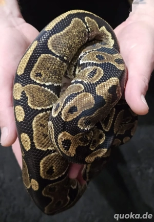 Königspython Ballpython 1.0 Classic pos. Leopard 2021 Bild 4
