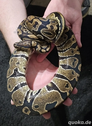 Königspython Ballpython 1.0 Classic pos. Leopard 2021 Bild 2