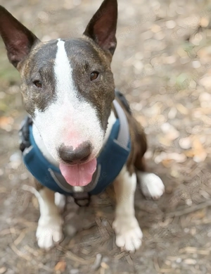 Diego sucht eine liebevolle neue Familie 