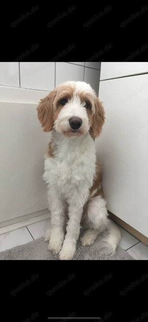 Goldendoodle Hündin