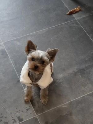 Yorkshire terrier weiblich 
