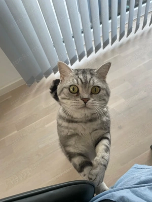 Charmanter, typvoller Deckkater mit ausdrucksstarken Augen und ruhigem, liebevollem Wesen.