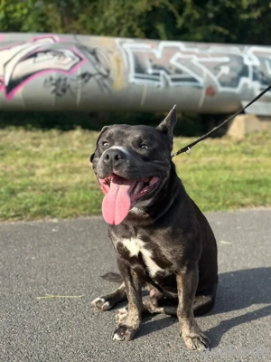 labrador x American Bulldogge