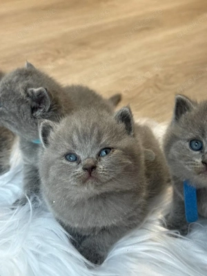 Süße bkh blau, grau, lilac